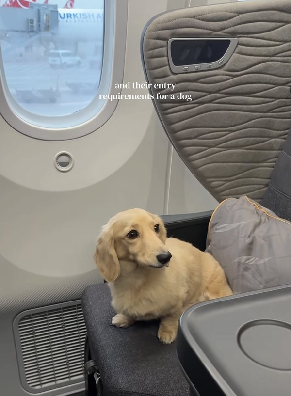 Golden dog relaxing on a Turkish Airlines flight
