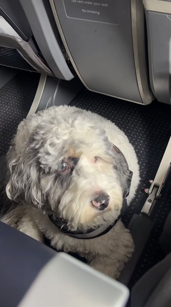 Fluffy dog comfortable in an airplane seat