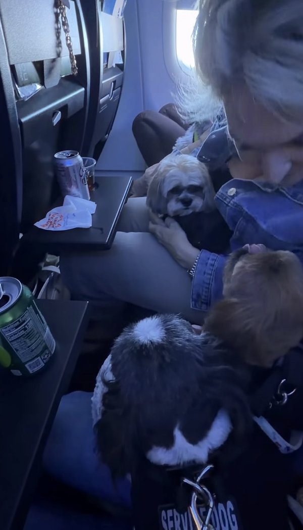 Client flying in-cabin with their service dog