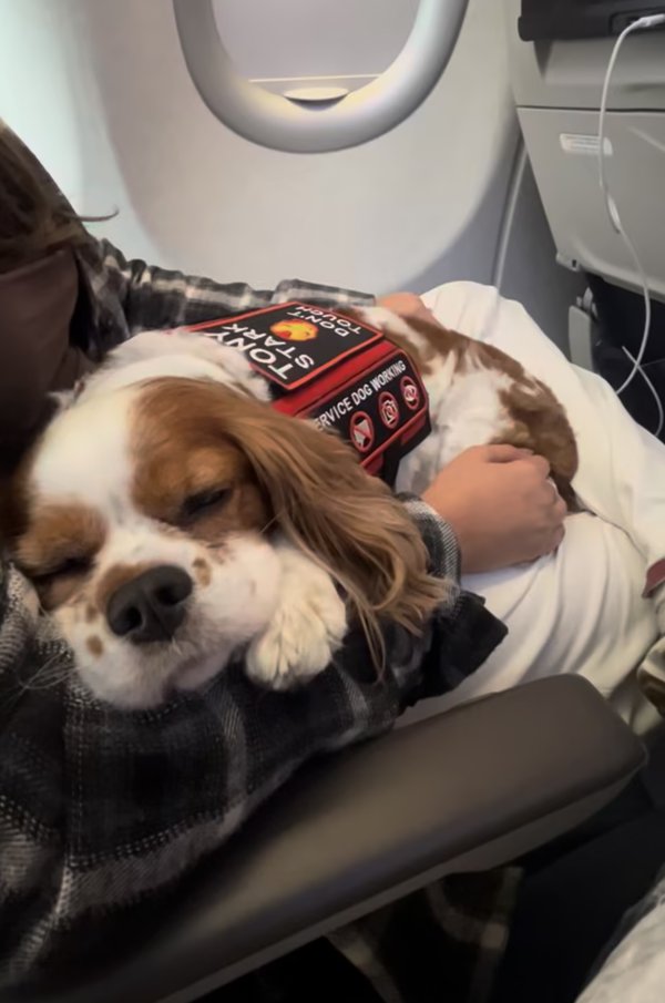 Cavalier King Charles spaniel sleeping on a plane