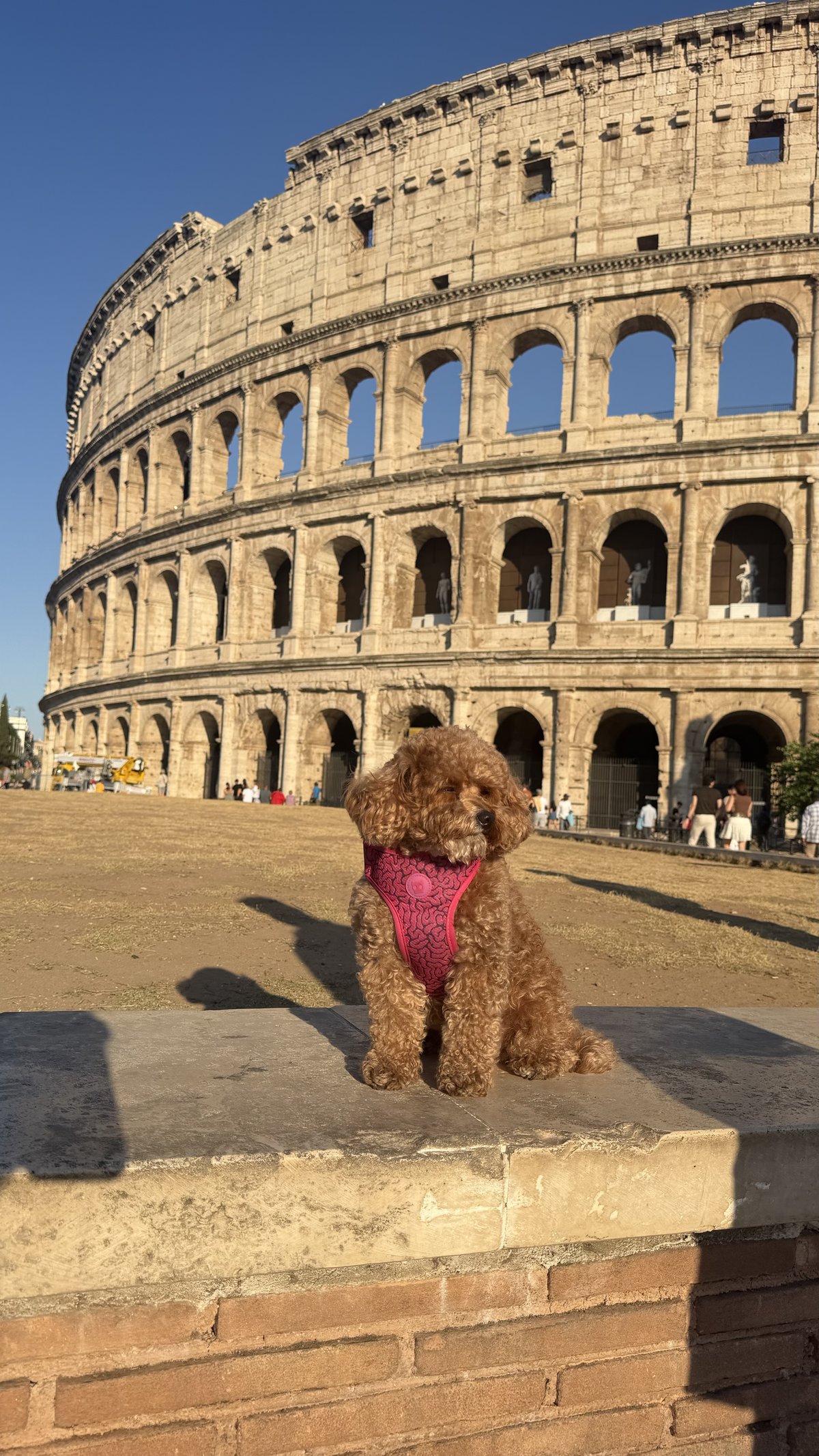 Cotufa the dog visiting the Colosseum in Rome, traveling the world