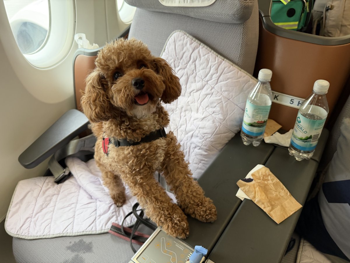 Cotufa the dog sitting comfortably in an airplane cabin seat